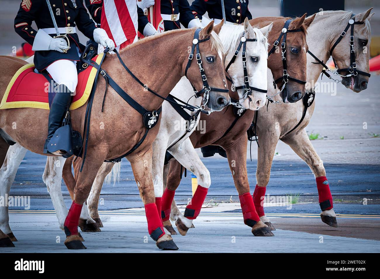 Una guardia colorata del corpo dei Marines degli Stati Uniti e cavalli ad una cerimonia nel sud della California. Foto Stock