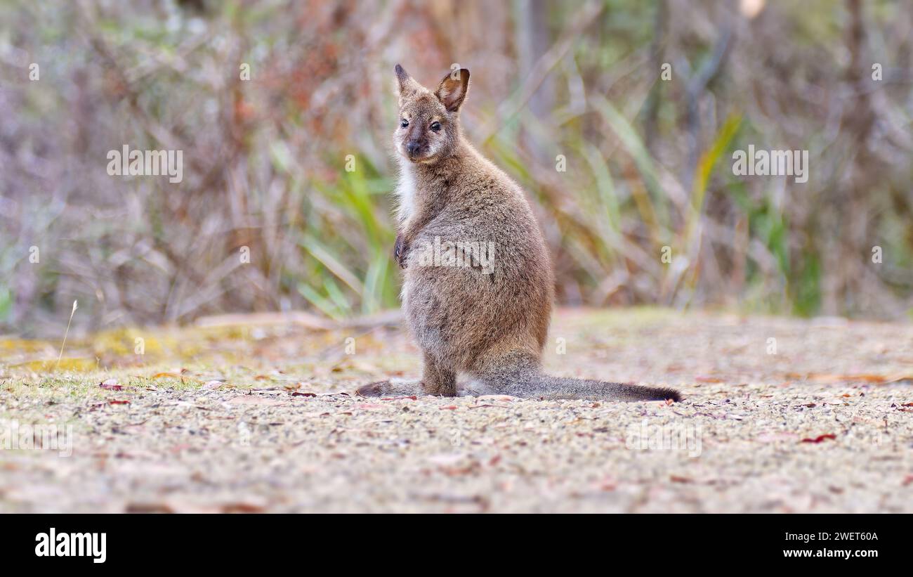 Il giovane wallaby dal collo rosso o il wallaby di Bennett (Notamacropus rufogriseus) seduto su un sentiero di ghiaia guardando la macchina fotografica, Hobart Tasmania, Australia Foto Stock
