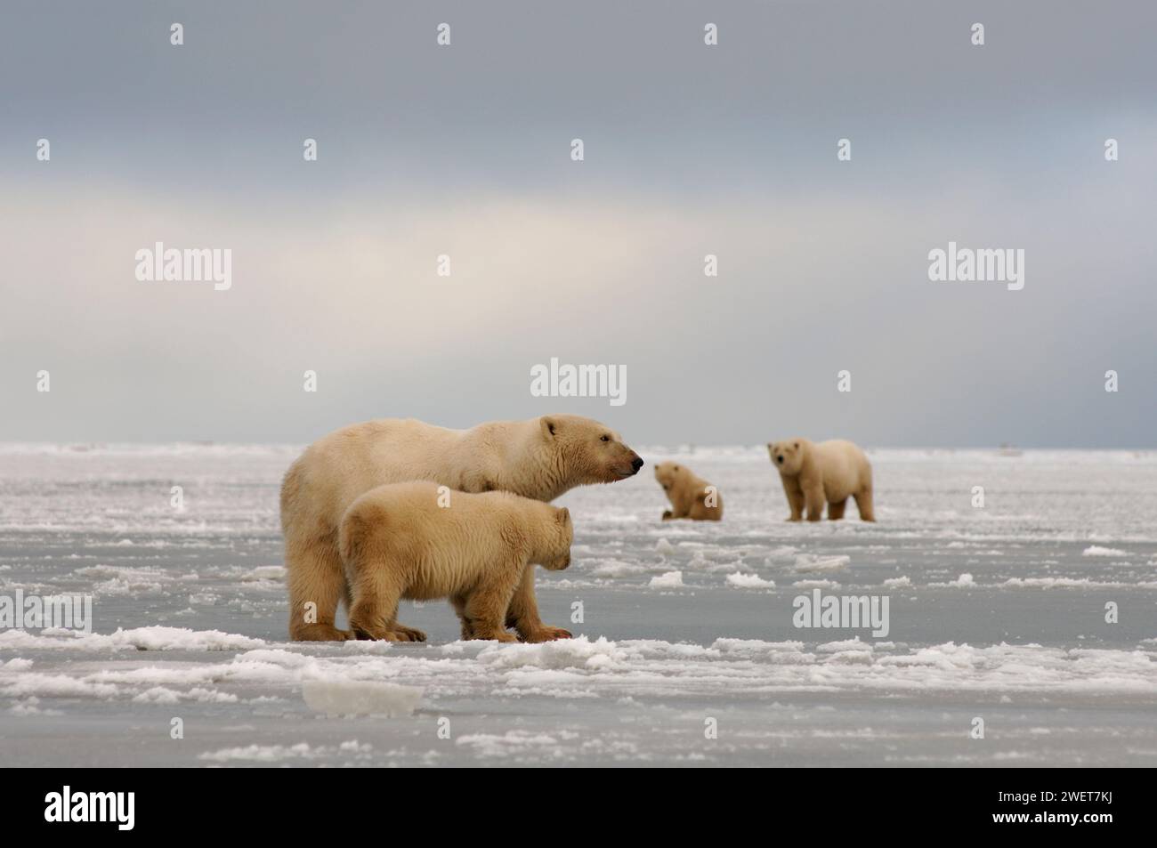 Gli orsi polari, l'Ursus maritimus, seminano con i cuccioli sporchi di ghiaia che soffiano in una recente tempesta di vento nella pianura costiera del 1002 dell'Arctic National Wildlife Refuge Foto Stock