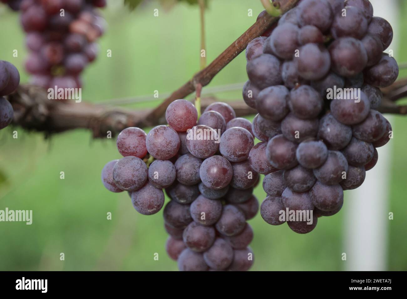 Ponta grossa, Brasile. 26 gennaio 2024. Vendemmia Niágara Rosada in una proprietà rurale a Ponta grossa, Campos Gerais. Nella foto, viti cariche di grappoli d'uva e operai che raccolgono il frutto dai vigneti. Crediti: Dirceu Portugal/FotoArena/Alamy Live News Foto Stock