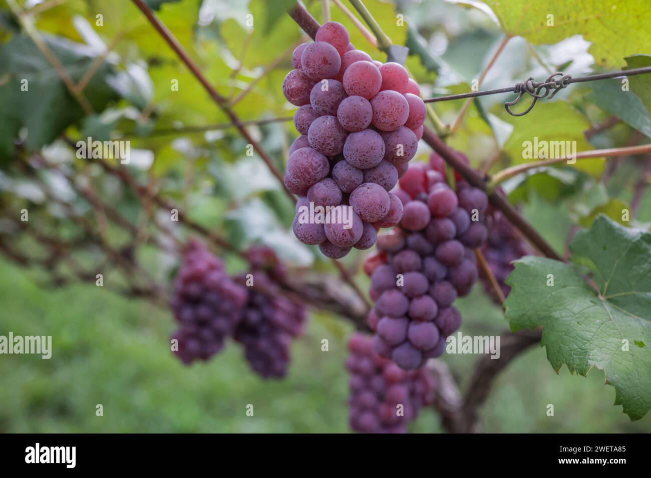Ponta grossa, Brasile. 26 gennaio 2024. Vendemmia Niágara Rosada in una proprietà rurale a Ponta grossa, Campos Gerais. Nella foto, viti cariche di grappoli d'uva e operai che raccolgono il frutto dai vigneti. Crediti: Dirceu Portugal/FotoArena/Alamy Live News Foto Stock
