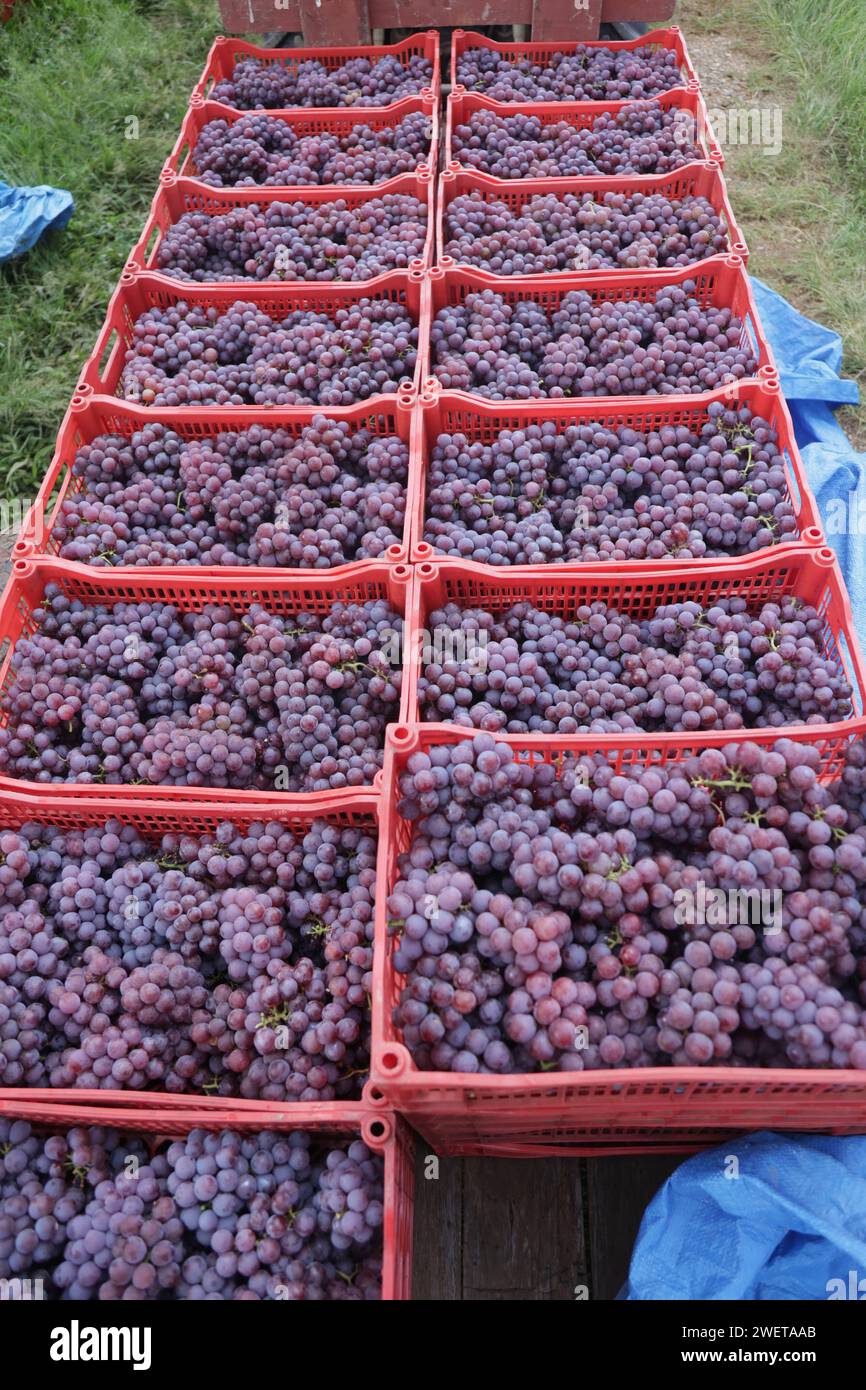 Ponta grossa, Brasile. 26 gennaio 2024. Vendemmia Niágara Rosada in una proprietà rurale a Ponta grossa, Campos Gerais. Nella foto, viti cariche di grappoli d'uva e operai che raccolgono il frutto dai vigneti. Crediti: Dirceu Portugal/FotoArena/Alamy Live News Foto Stock