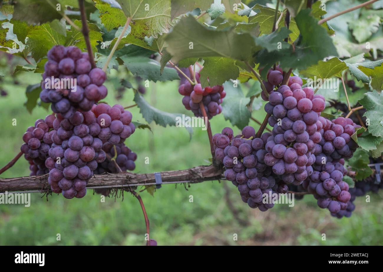 Ponta grossa, Brasile. 26 gennaio 2024. Vendemmia Niágara Rosada in una proprietà rurale a Ponta grossa, Campos Gerais. Nella foto, viti cariche di grappoli d'uva e operai che raccolgono il frutto dai vigneti. Crediti: Dirceu Portugal/FotoArena/Alamy Live News Foto Stock