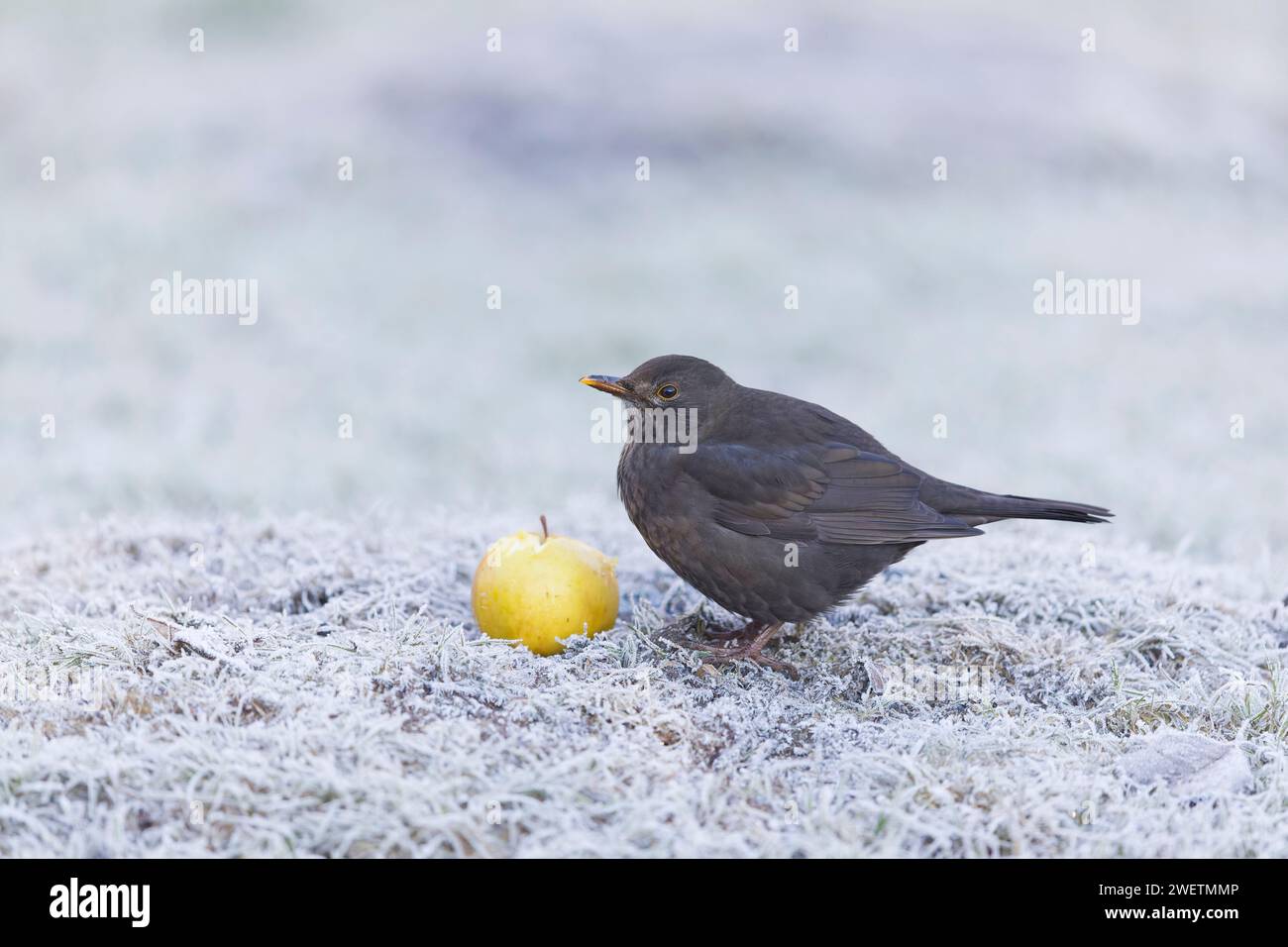 Uccello nero comune Turdus merula, femmina adulta in piedi su prato coperto di gelo, che si nutre di mela, Suffolk, Inghilterra, gennaio Foto Stock