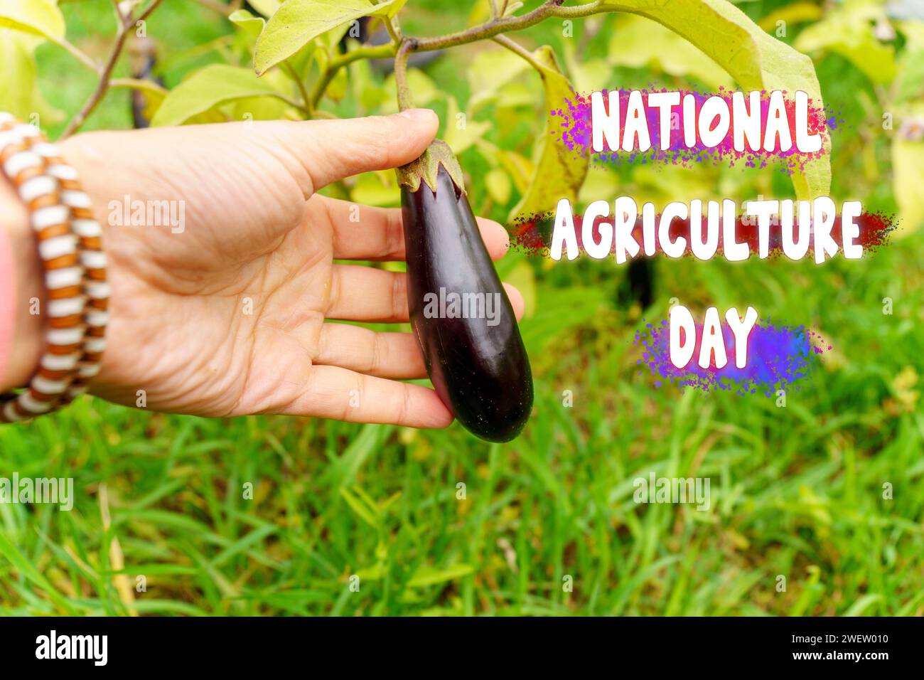 Festeggiamo la giornata nazionale dell'agricoltura con la Bounty of Natures Harvest Foto Stock