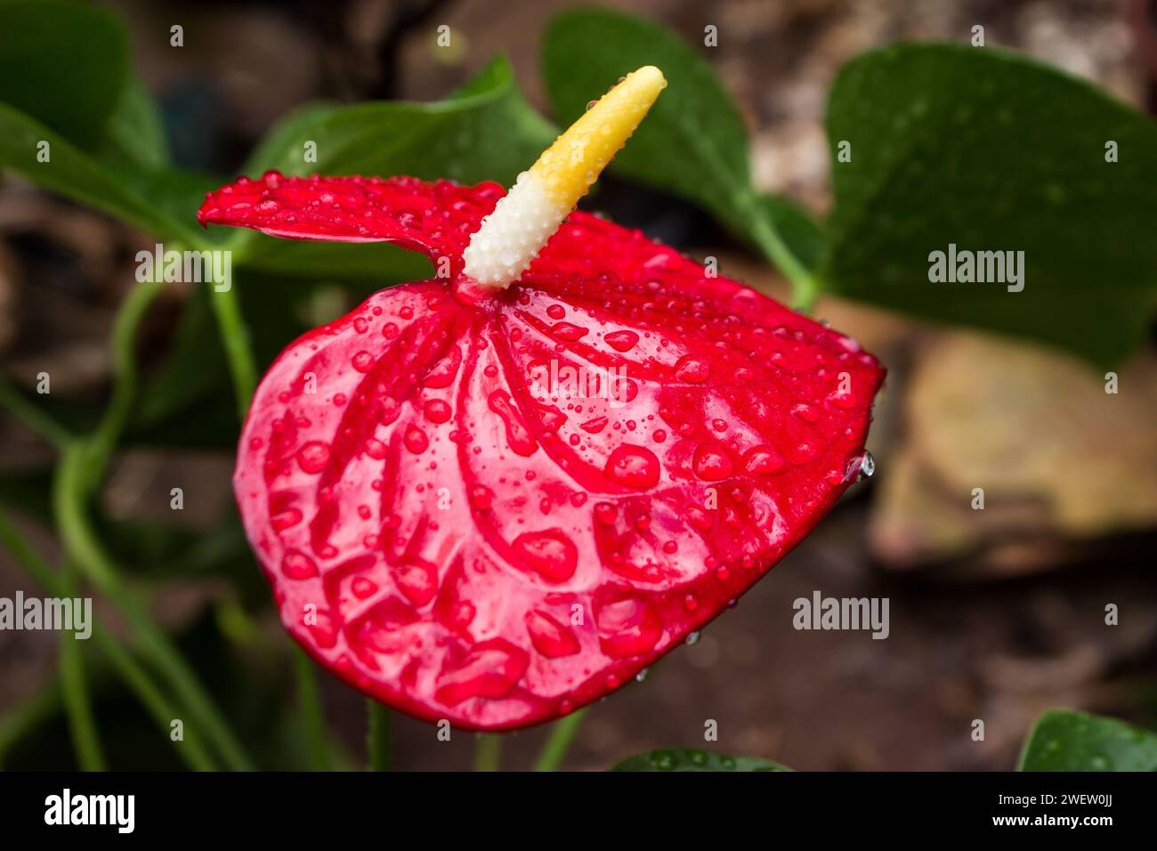 Anthurium umido, Anthurium Andraeanum, fiore rosso Foto Stock