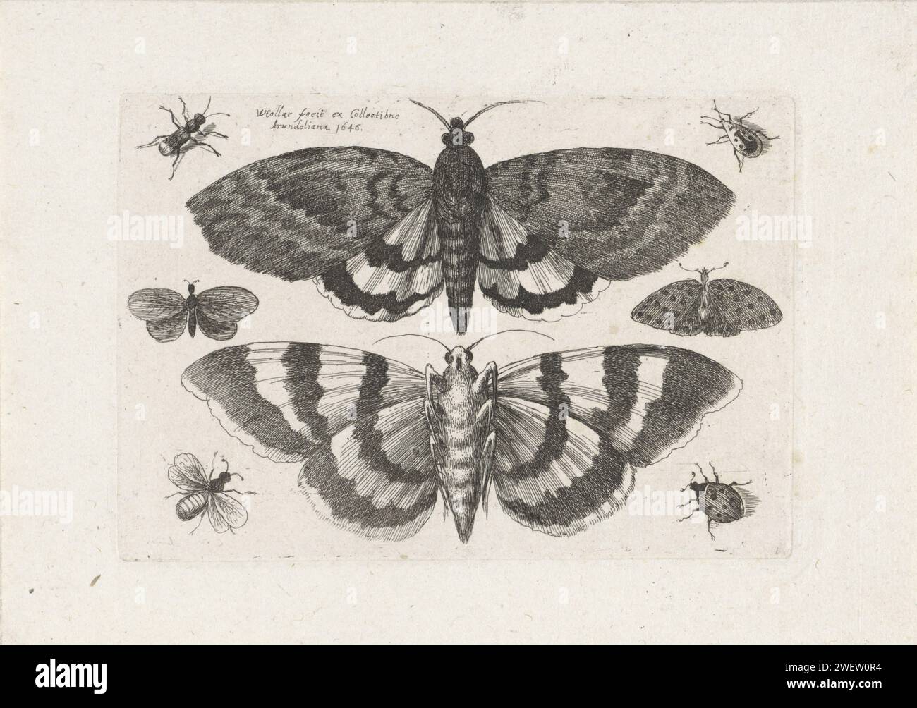 Falene e piccoli insetti, Wencslaus Hollar, 1646 carta stampata incisione insetti: moth. insetti Foto Stock