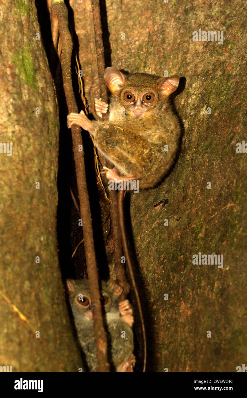 Due esemplari di tarsio o tarsier (Tarsius spectrumgurskyae) nella riserva naturale di Tangkoko, Sulawesi settentrionale, Indonesia. Tarsius è un genere dei primati più piccoli del mondo, secondo Arrijani (Dipartimento di Biologia Facoltà di matematica e Scienze naturali, Universitas Negeri Manado) e Muhammad Rizki (Dipartimento di Biologia, Facoltà di matematica e Scienze naturali, Universitas Palangka Raya) nel loro articolo del 2020 pubblicato per la prima volta su Biodiversitas (febbraio 2020). "La gente del posto li chiama con vari nomi come tangkasi, fantasmi scimmie e piccole scimmie", scrivevano. Foto Stock