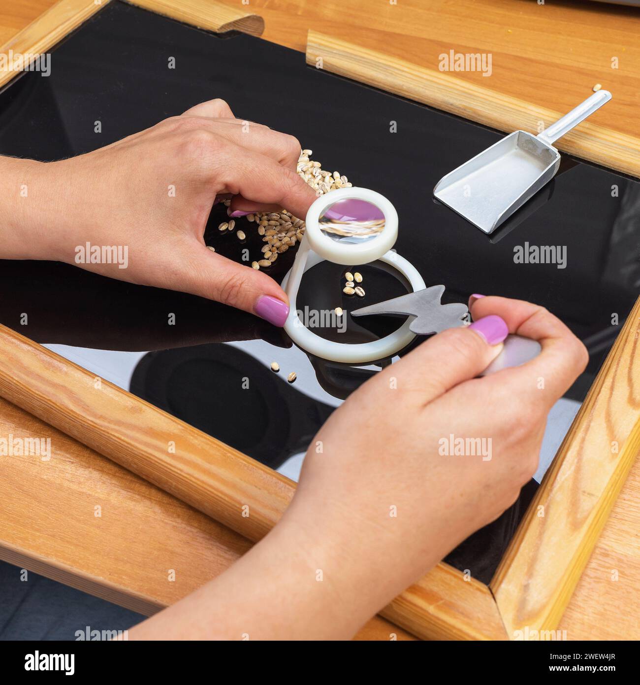 Un dipendente di un laboratorio agricolo esamina il grano attraverso una lente d'ingrandimento, cercando difetti o vari tipi di malattie Foto Stock