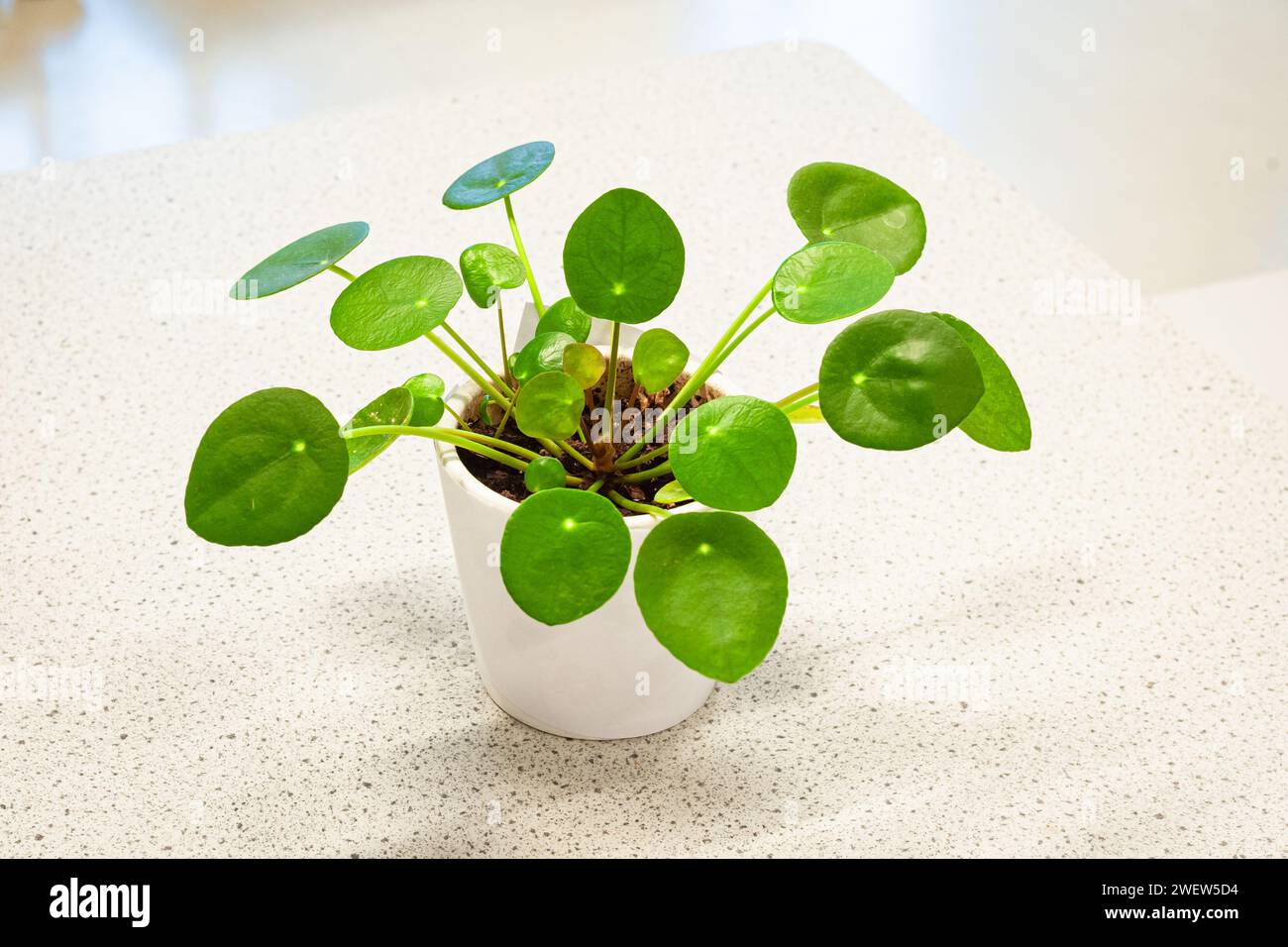 Pianta di moneta cinese, nota anche come pianta di pancake (Pilea peperomioides) con foglie verdi decorative su un tavolo Foto Stock