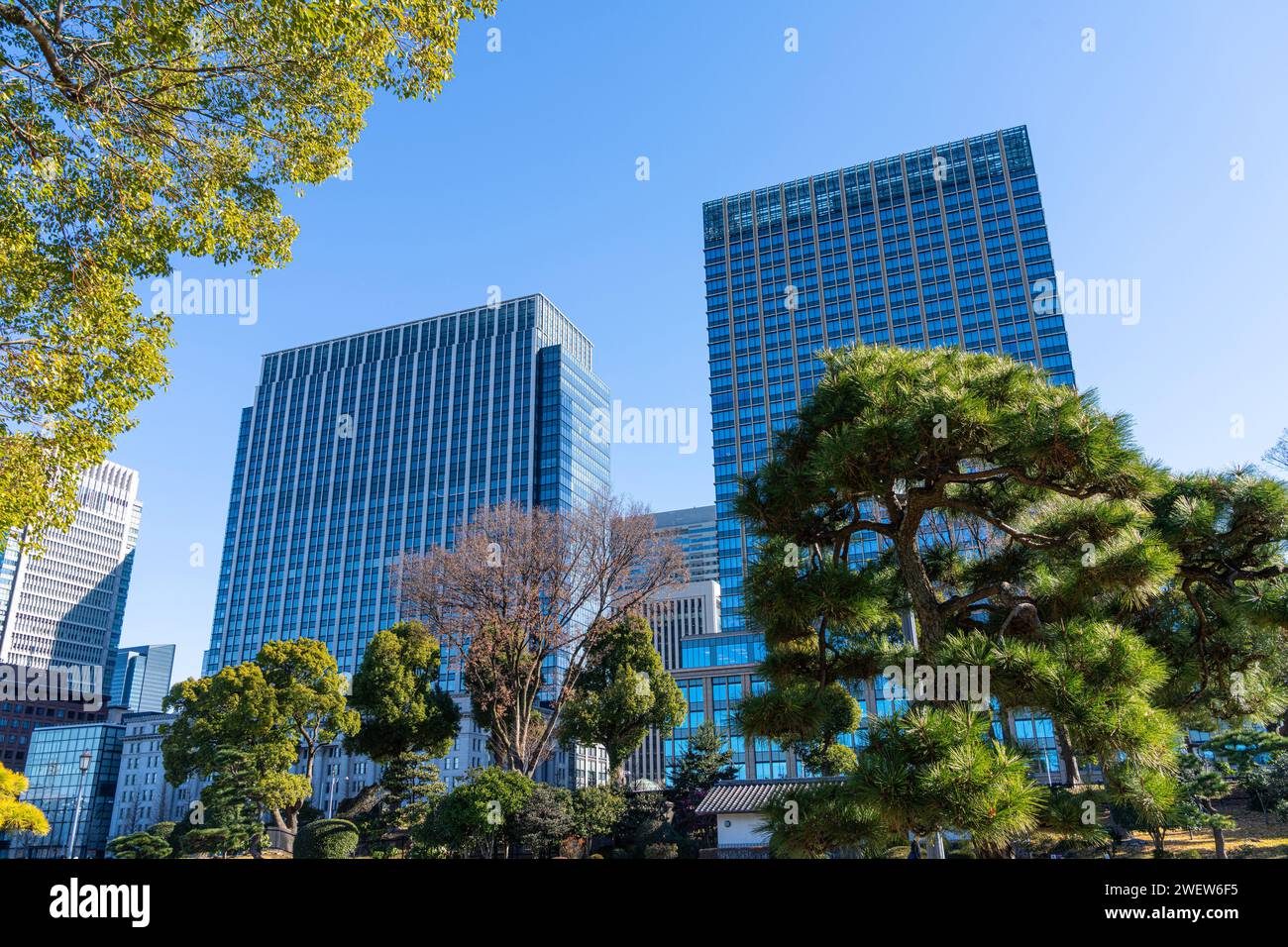 Tokyo, Giappone. 8 gennaio 2024. grattacieli moderni tra le cime degli alberi nel centro della città Foto Stock