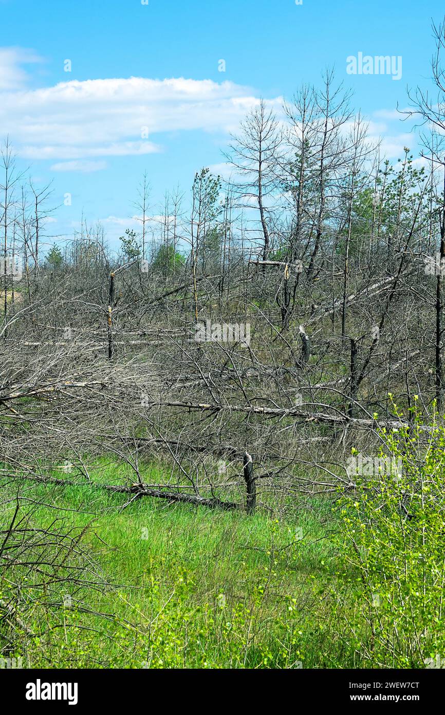 La foresta di pini piantati si è seccata a causa della siccità, gli incendi boschivi, la ricrescita di arbusti, il sottobosco di specie di alberi dalle piccole foglie tolleranti alla siccità Foto Stock