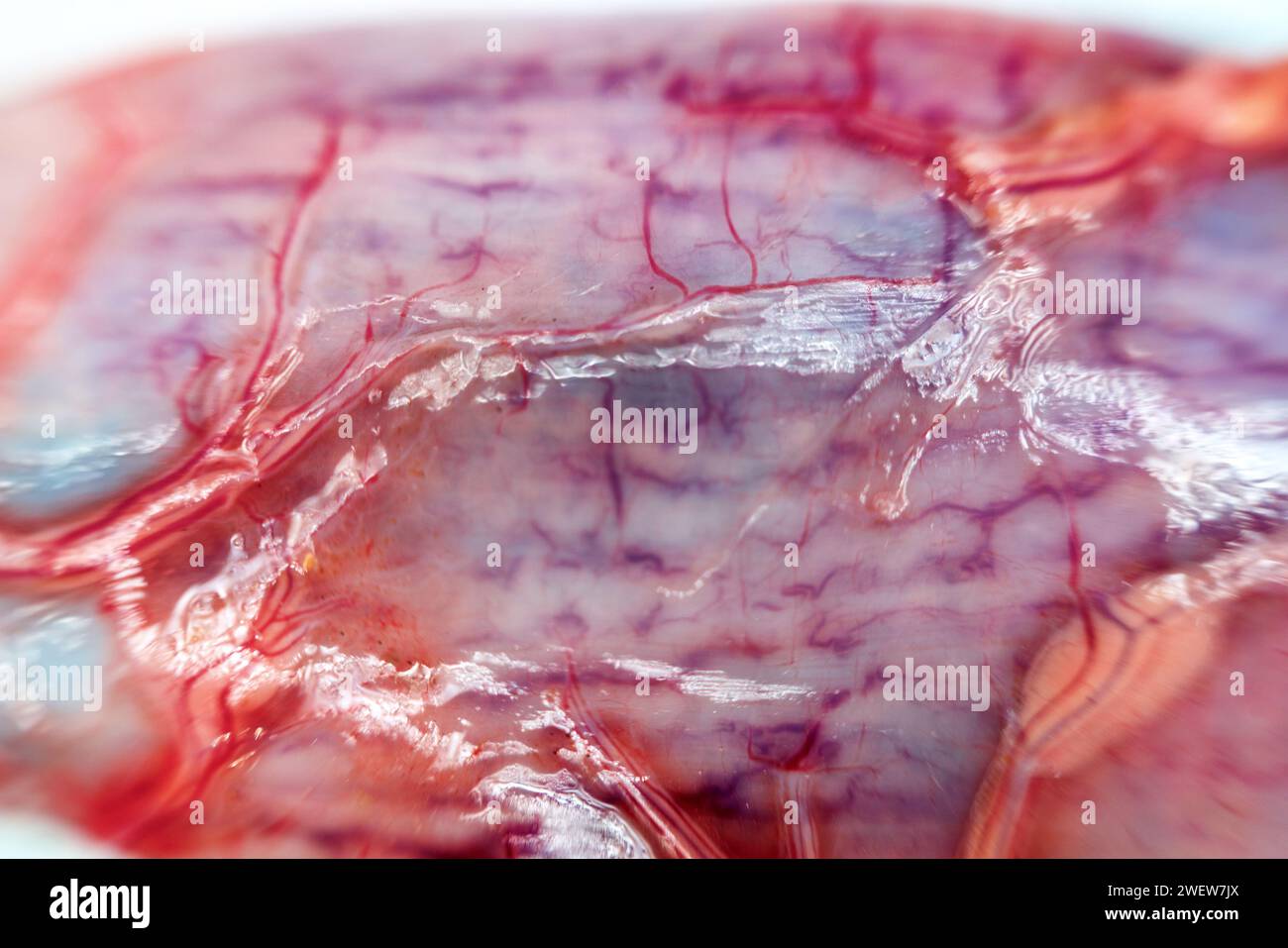 Anatomia dei pesci. Pike (Esox lucius). Il parenchima epatico è diviso in lobuli e coperto da una membrana fibrosa. Digestivo, metabolico e Protect Foto Stock