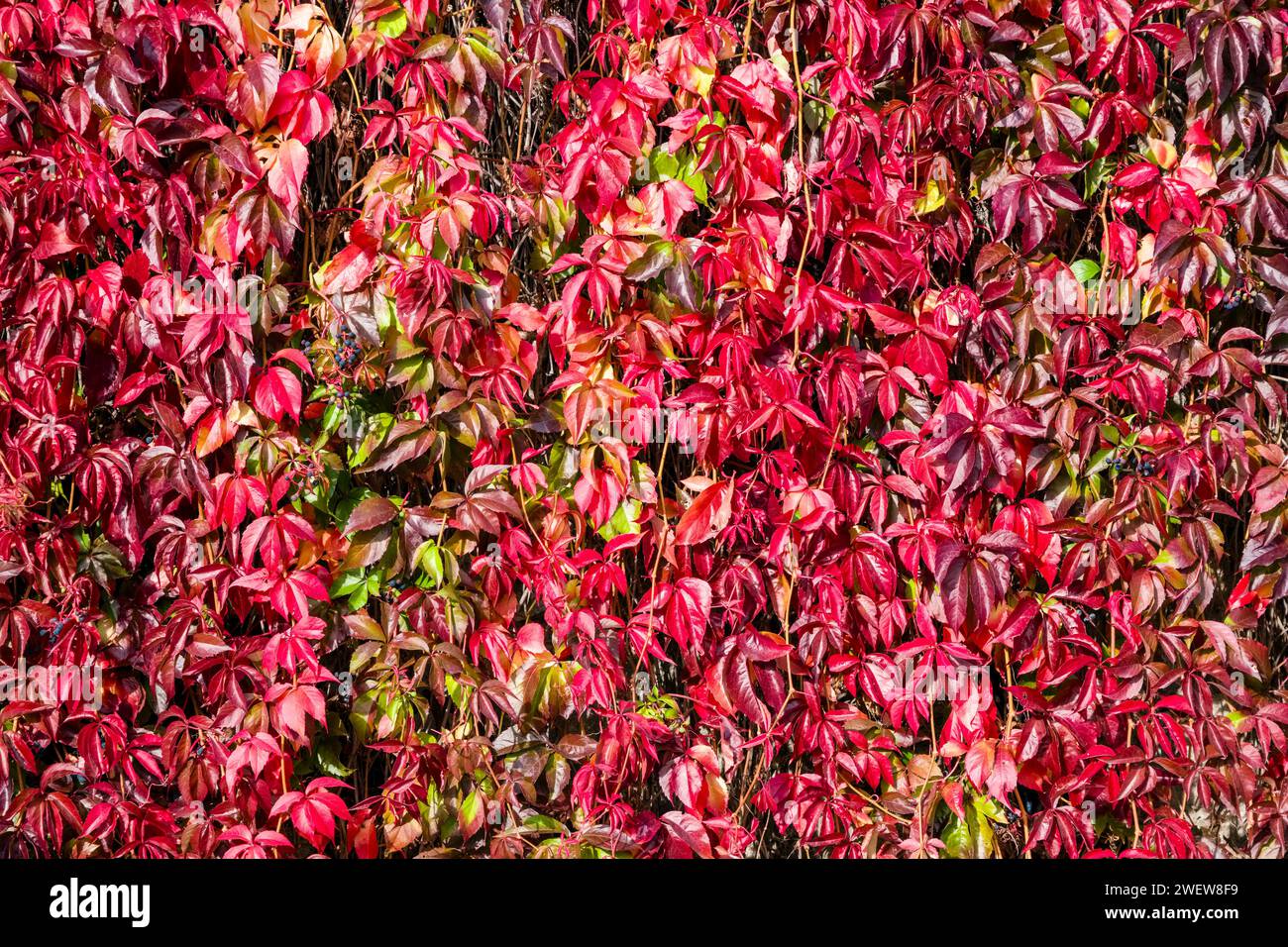 Foglie colorate della vite selvatica e edera comune (Hedera helix) che crescono su un muro di pietra in autunno. Foto Stock