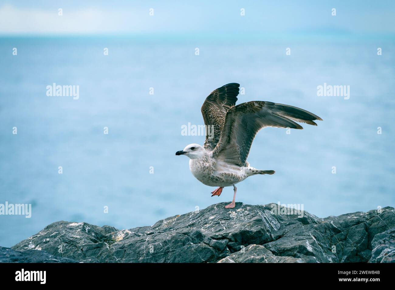 Grande gabbiano selvaggio che gioca nel vento nella natura di fronte al mare Foto Stock