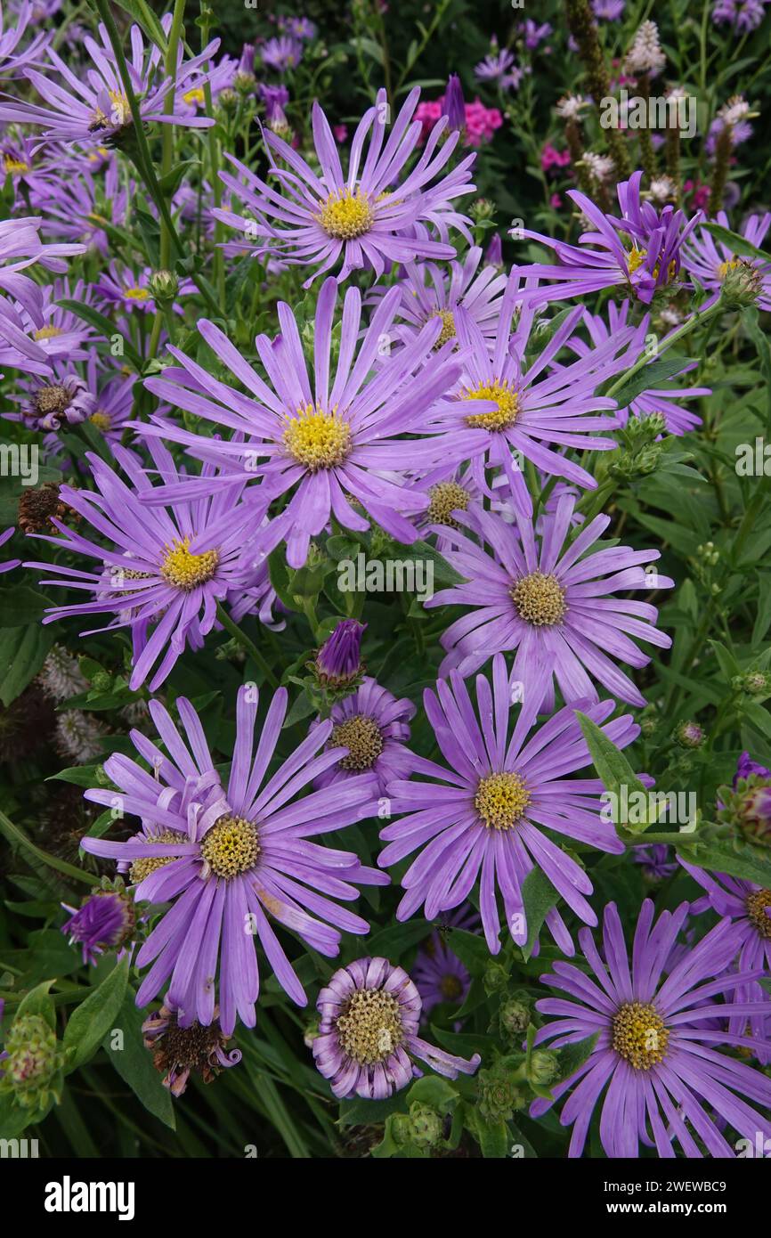 Primo piano verticale colorato naturale su un'aggregazione di fiori azzurri in fiore nel giardino Foto Stock