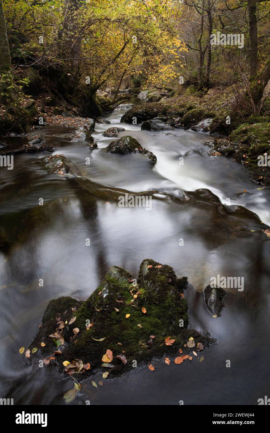 Aira Beck che attraversa i boschi, vicino a Aira Force, nell'English Lake District Foto Stock