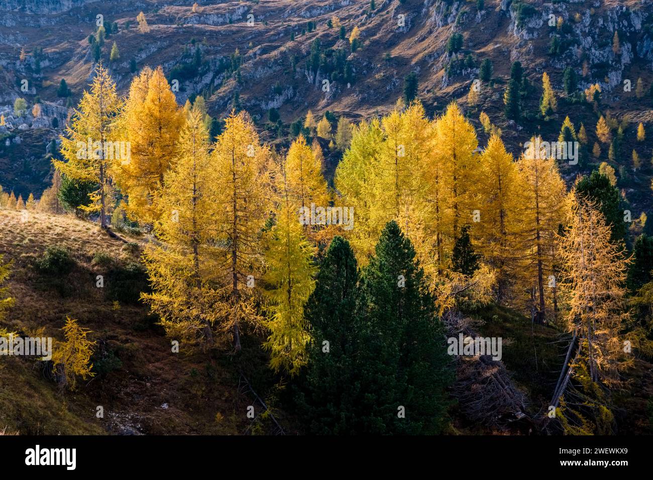 Larici e pini colorati che crescono su una cresta erbosa sotto la formazione rocciosa cinque Torri in autunno. Foto Stock
