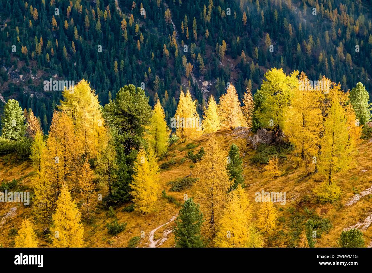 Larici e pini colorati che crescono su una cresta erbosa sotto la formazione rocciosa cinque Torri in autunno. Foto Stock