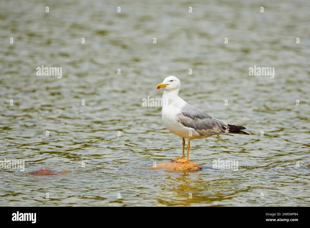 Gabbiano dalle zampe gialle (Larus michahellis) in piedi su una roccia nell'acqua, Francia Foto Stock