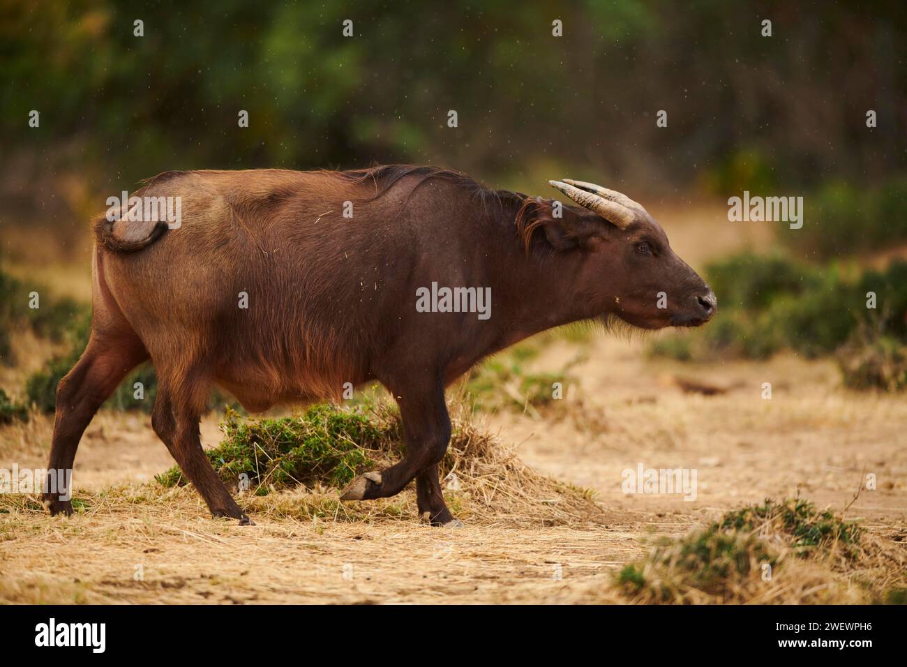 Bufalo rosso (Syncerus caffer nanus) nel dessert, in cattività, distribuzione Africa Foto Stock