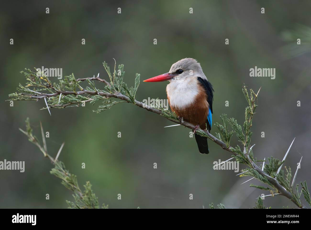 A testa grigia kingfisher (Halcyon leucocephala) Foto Stock