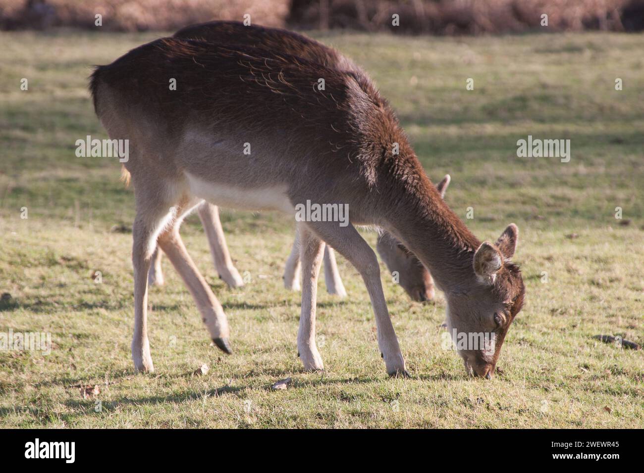 Knole Park Sevenoaks Kent Inghilterra Regno Unito Europa Foto Stock