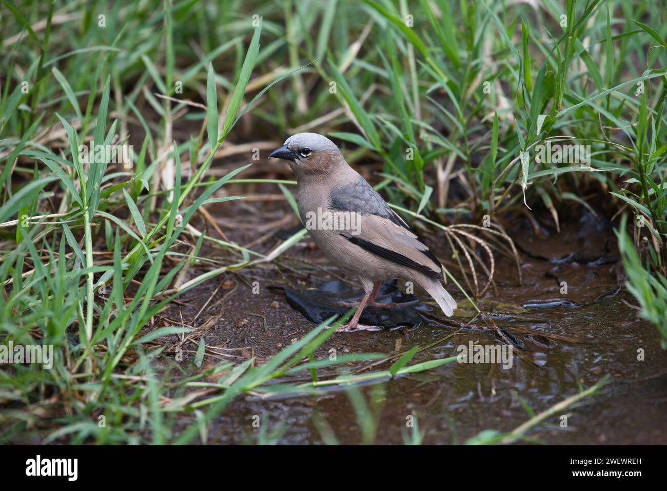 tessitore sociale con tappo grigio (Pseudonigrita amaudi) Foto Stock