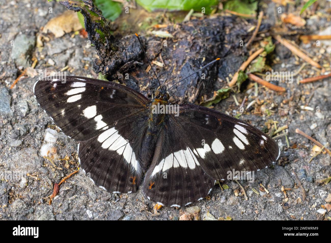 Il piccolo kingfisher Foto Stock
