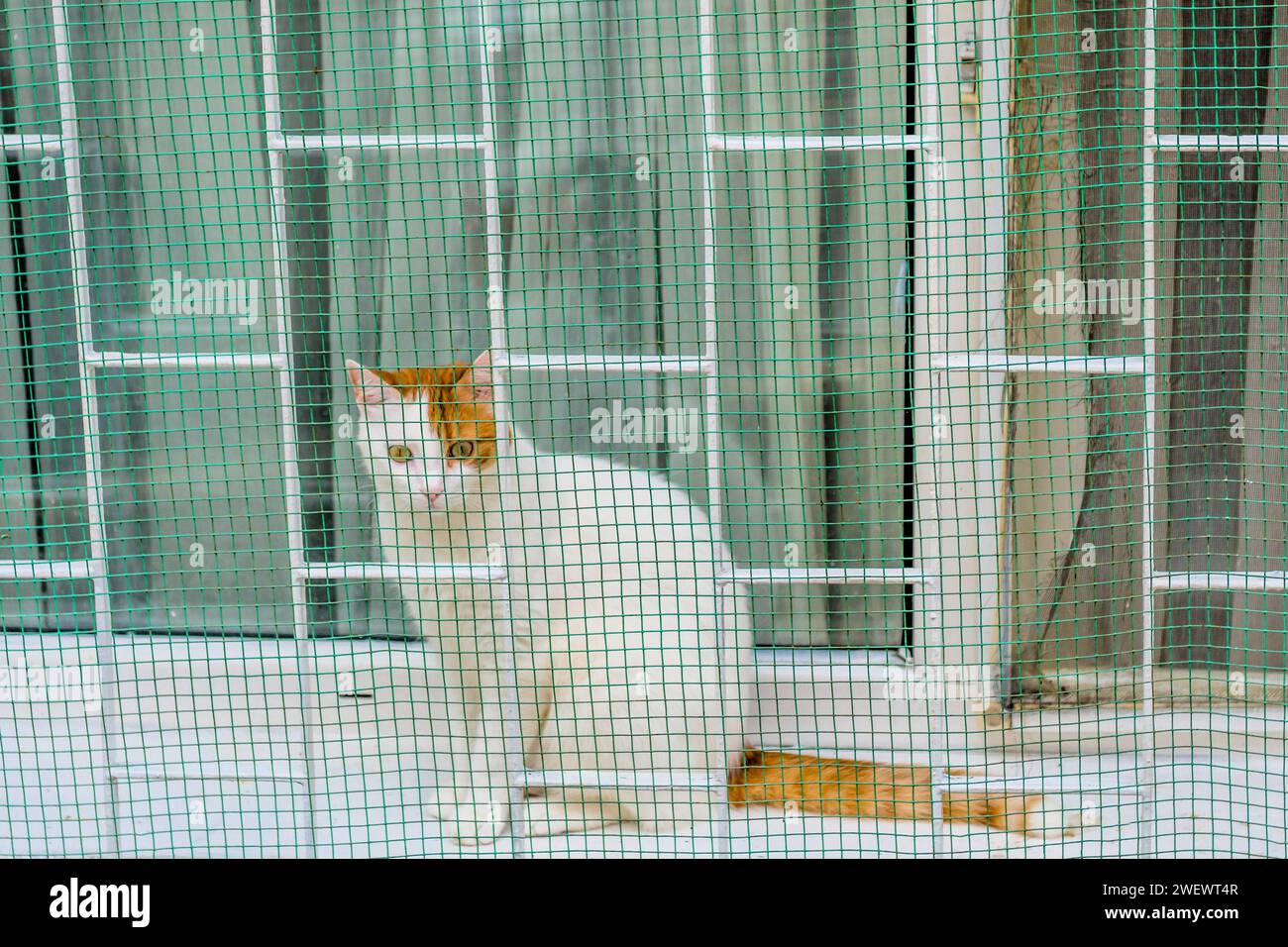 Gatto bianco e marrone seduto sul davanzale dietro recinzione di filo verde a Istanbul, Tuerkiye Foto Stock