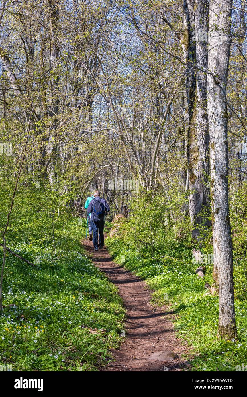 Persone che camminano su un sentiero boschivo con lussureggianti alberi verdi in una bella giornata di sole primaverile Foto Stock