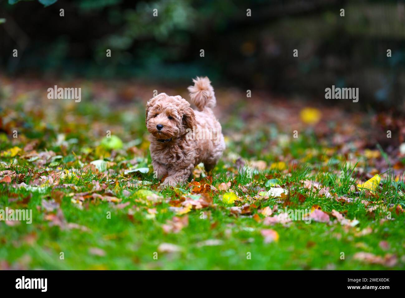 Un adorabile cagnolino Cavapoochon che gioca all'aperto in un giardino tra le foglie. Foto Stock