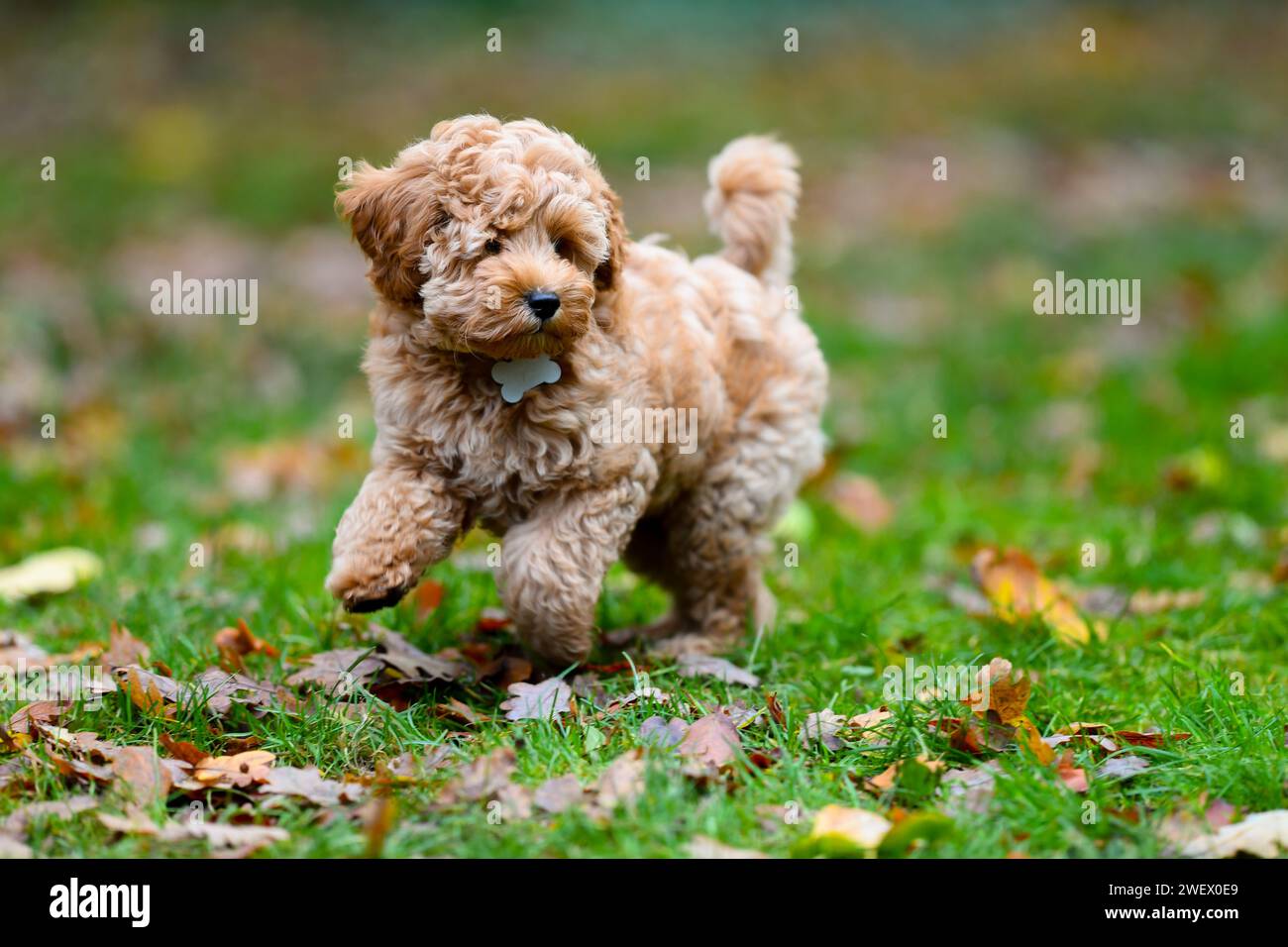 Un adorabile cagnolino Cavapoochon che gioca all'aperto in un giardino tra le foglie. Foto Stock
