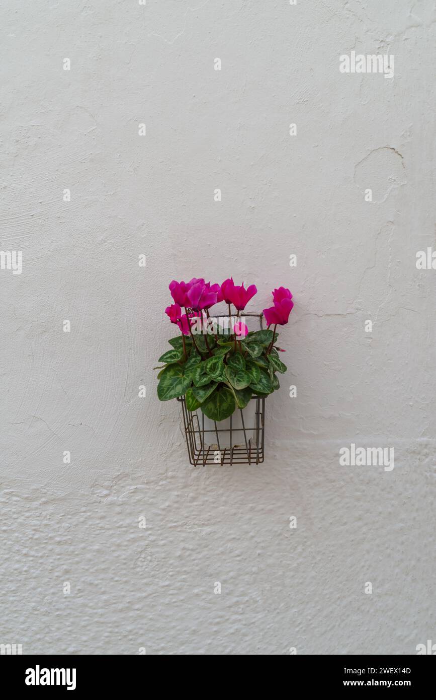 Pianta in vaso in fiore nel borgo medievale di Locorotondo, regione Puglia, Italia Foto Stock