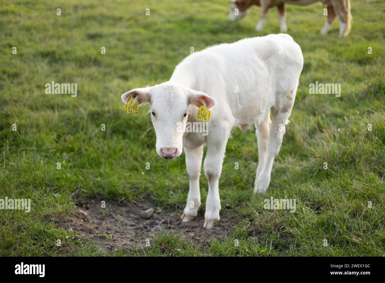 Un vitello bianco con etichette auricolari gialle in un prato verde Foto Stock