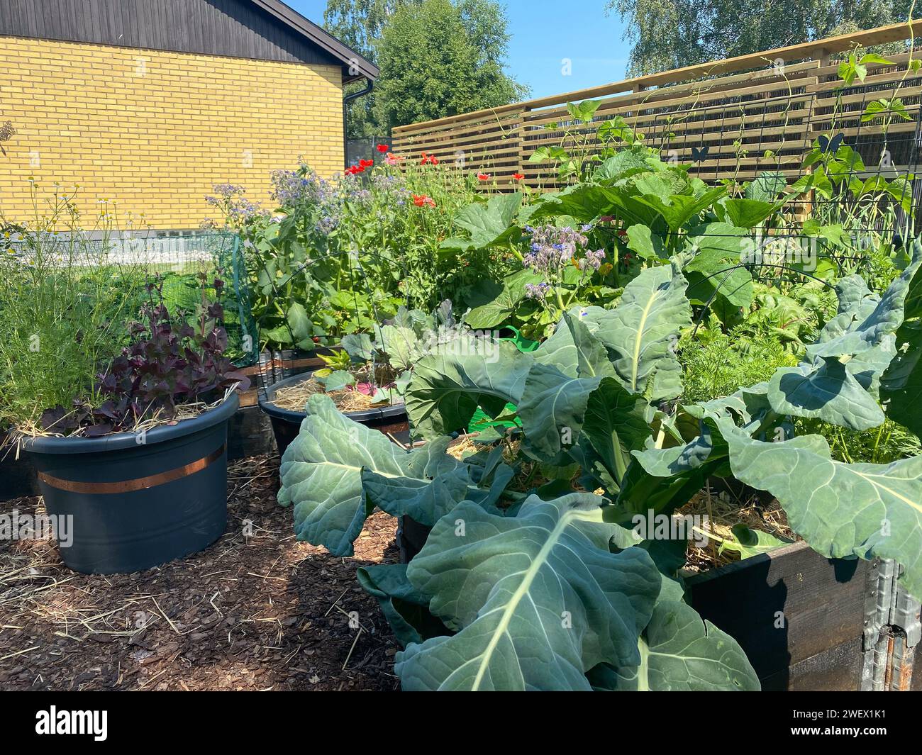 I vari fiori e piante esposti in un bellissimo giardino Foto Stock