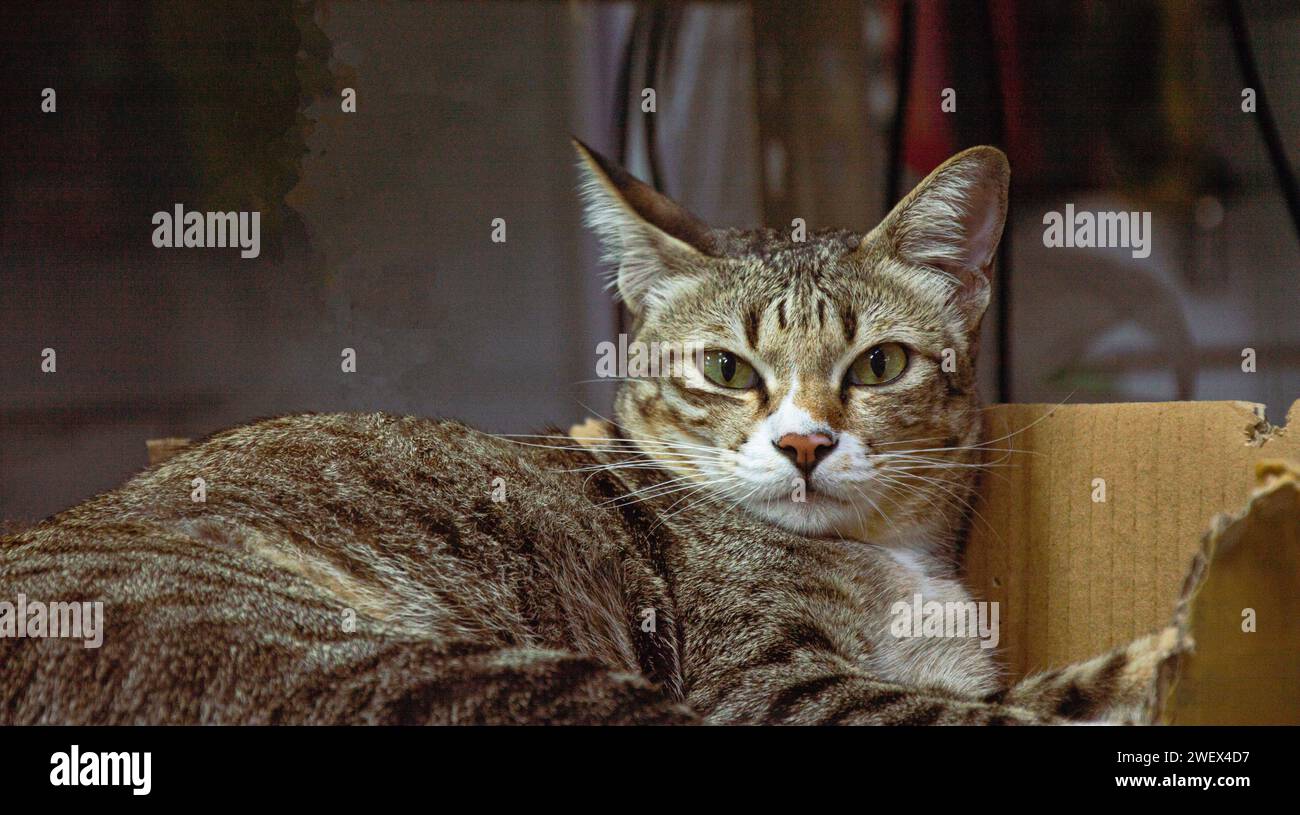 Razza di gatto tailandese, capelli a righe, razza incrociata Foto Stock