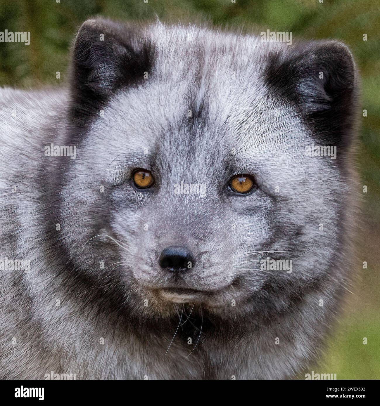 Arctic Fox ritratto Foto Stock