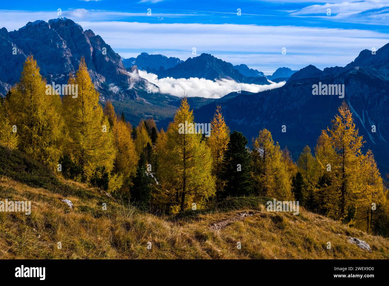 Larici e pini colorati, che crescono su un pendio roccioso sotto la formazione rocciosa delle cinque Torri in autunno, paesaggio montuoso dolomitico in lontananza. Cor Foto Stock