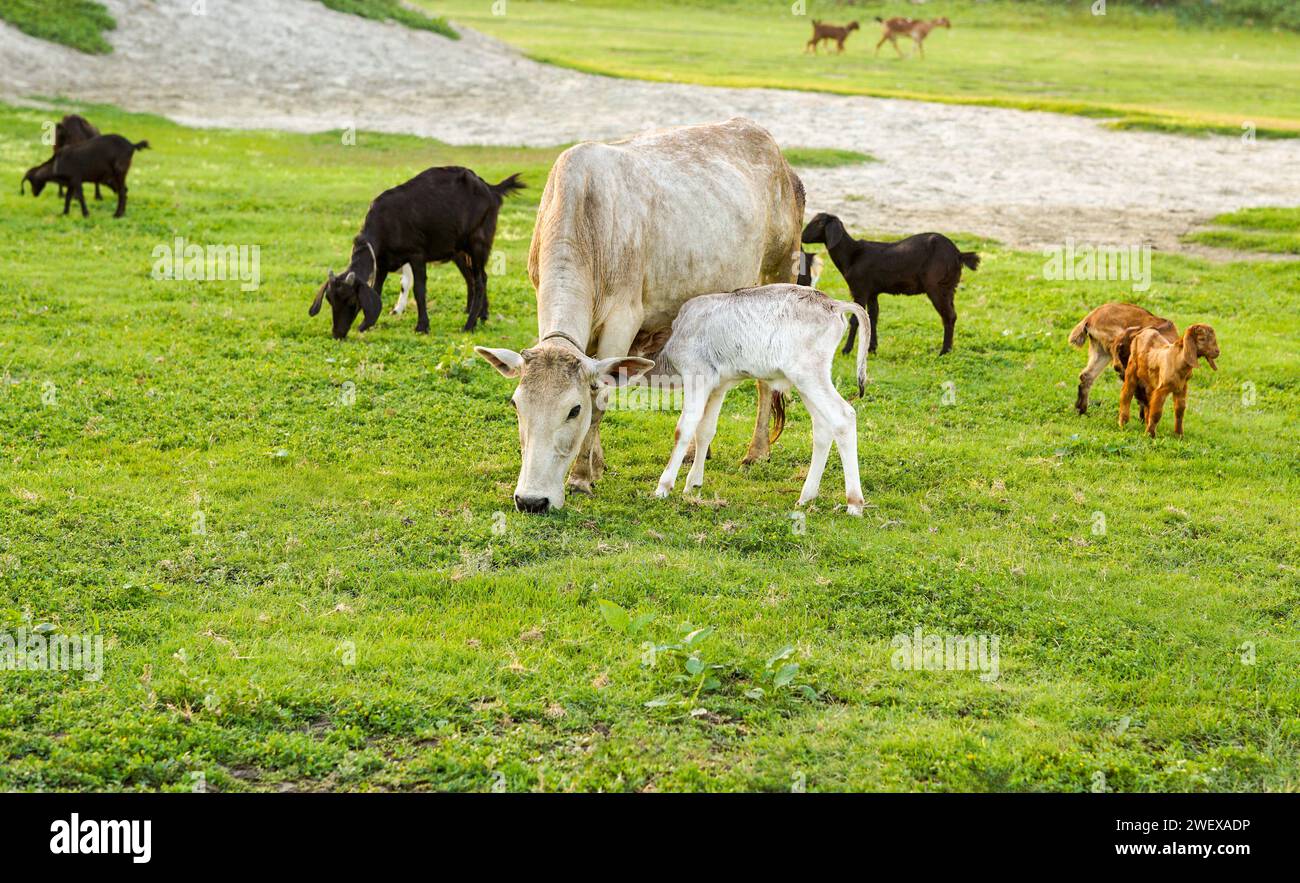 Allevamento di bestiame, campo di mucche, vitello appena nato che succhia e si gusta il latte con le gambe della madre, mucche e capre che mangiano erba lussureggiante nel campo verde, splendida natura Foto Stock