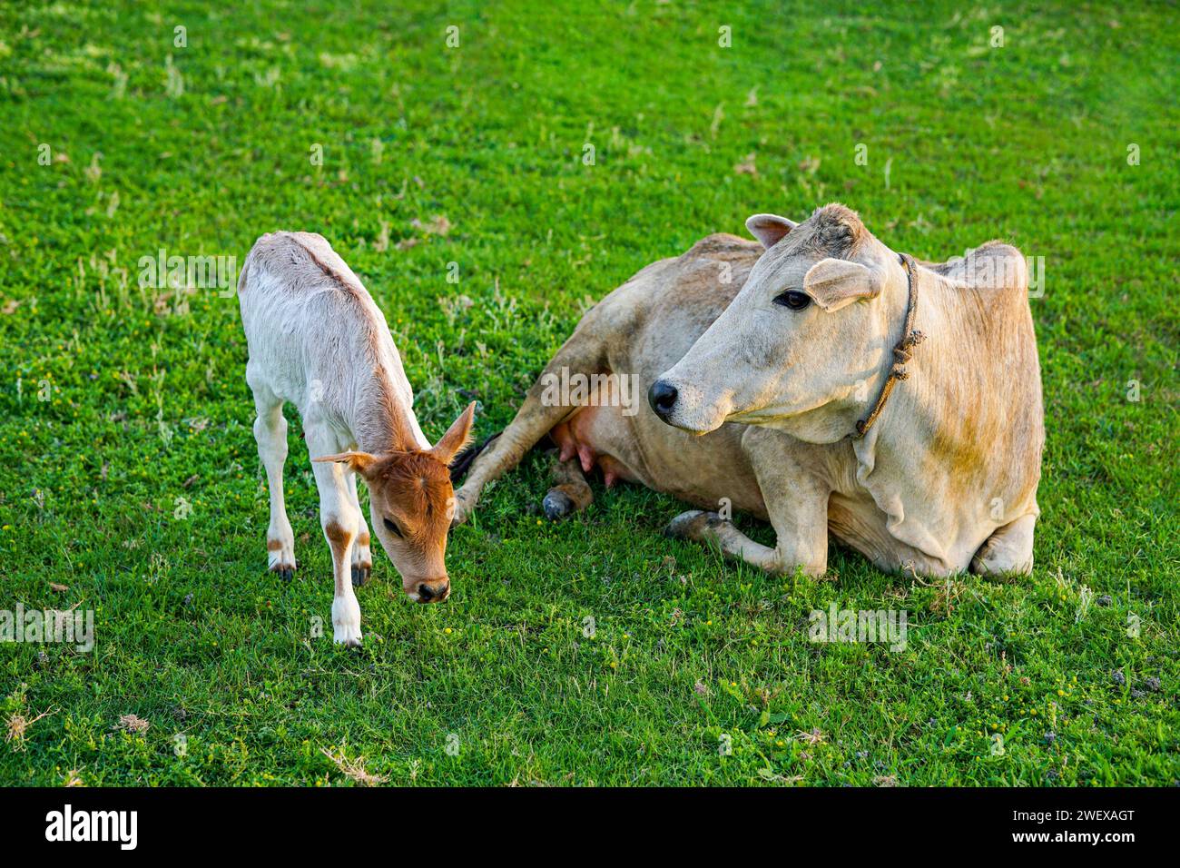 Mucca madre con vitello neonato su prato verde, mucca madre lecca vitello, mucca neonata, animali domestici (amore della mamma) Foto Stock