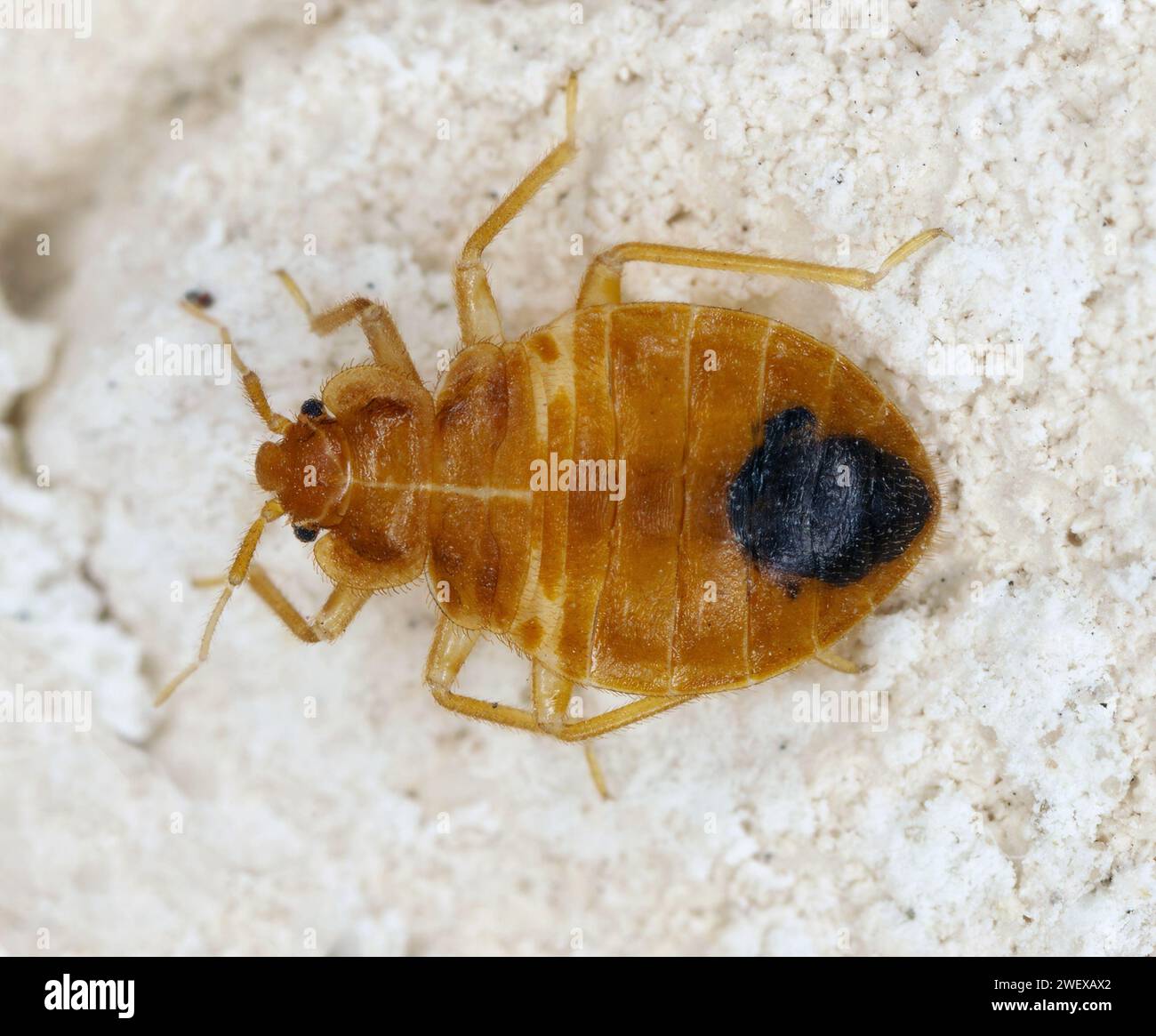 Cimice noto anche come cimice comune o piumino da parete (Cimex lectularius) sulla parete dell'appartamento. Foto Stock