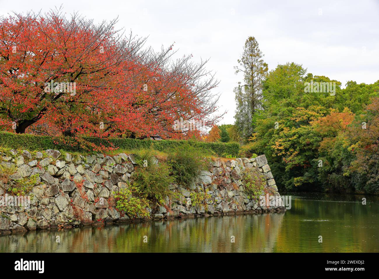 Le bellissime mura del castello di Himeji nella città di Himeji nella prefettura di Hyogo, nella regione giapponese del Kansai, con il colorato fogliame degli alberi autunnali. Foto Stock