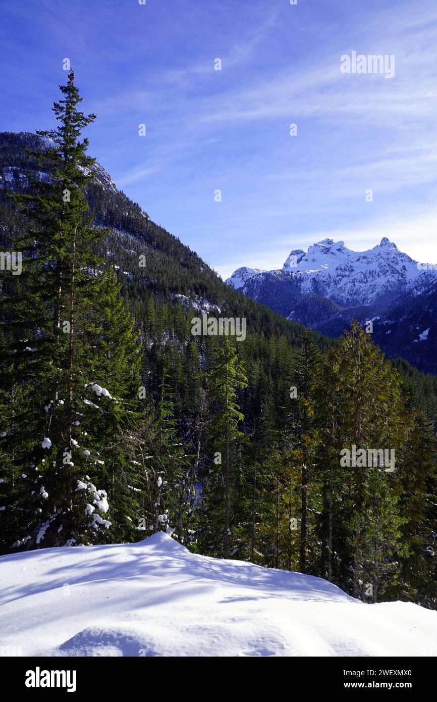 Foresta di pini su una montagna con neve profonda in primo piano e cime innevate sullo sfondo Foto Stock