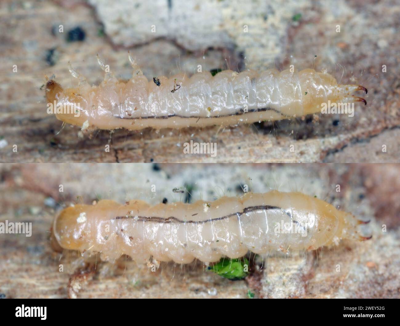 Scarabeo da fiore (Dasytes caeruleus). Larva trovata sotto la corteccia in legno morto. Foto Stock
