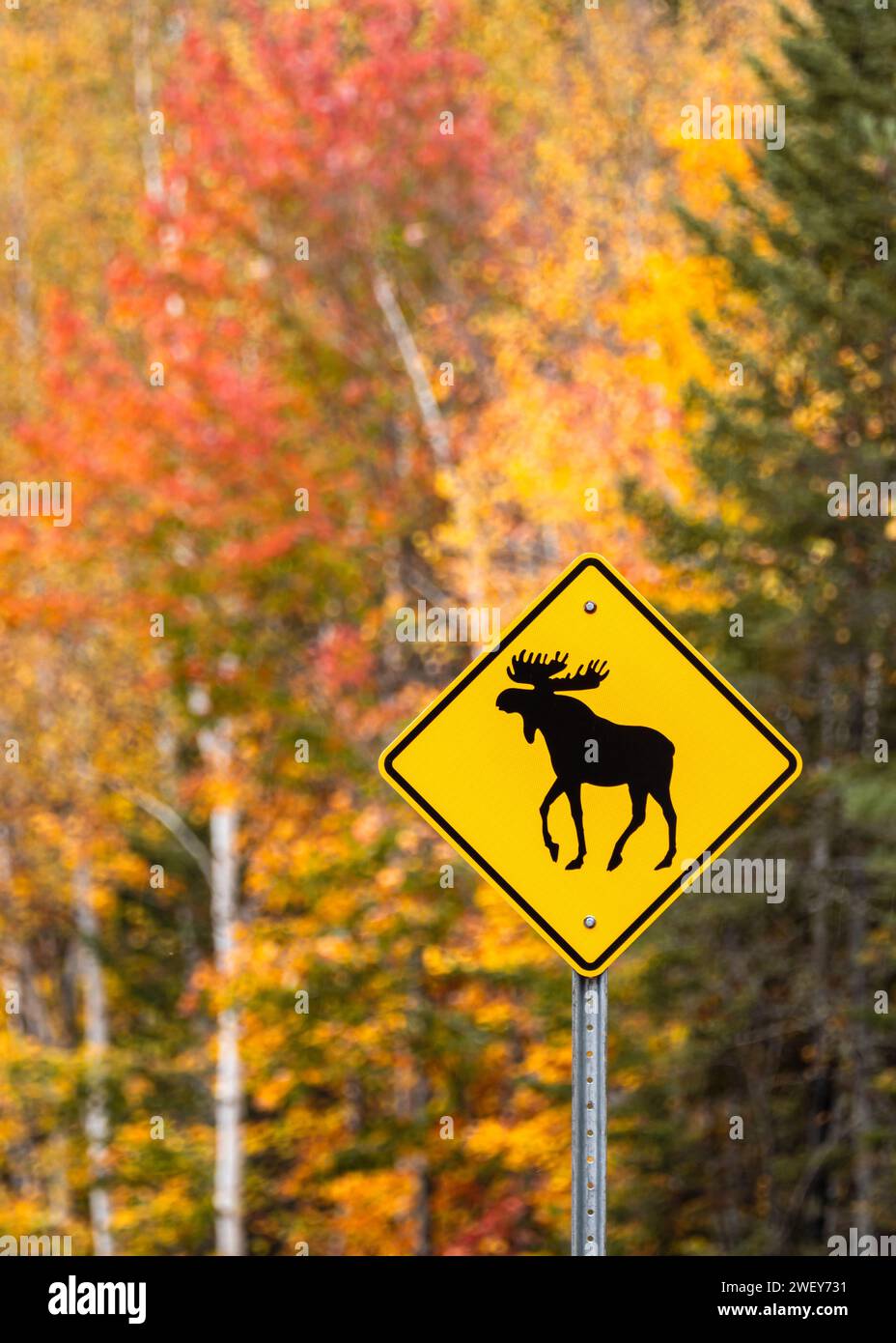 Attenzione alle indicazioni stradali per l'alce nel Parco Nazionale, Quebec, Canada. Attento all'alce. Cartello segnaletico su splendidi alberi di colore autunnale Foto Stock