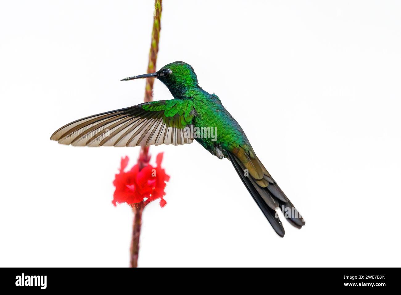 Hummingbird o mellisuga helenae Foto Stock