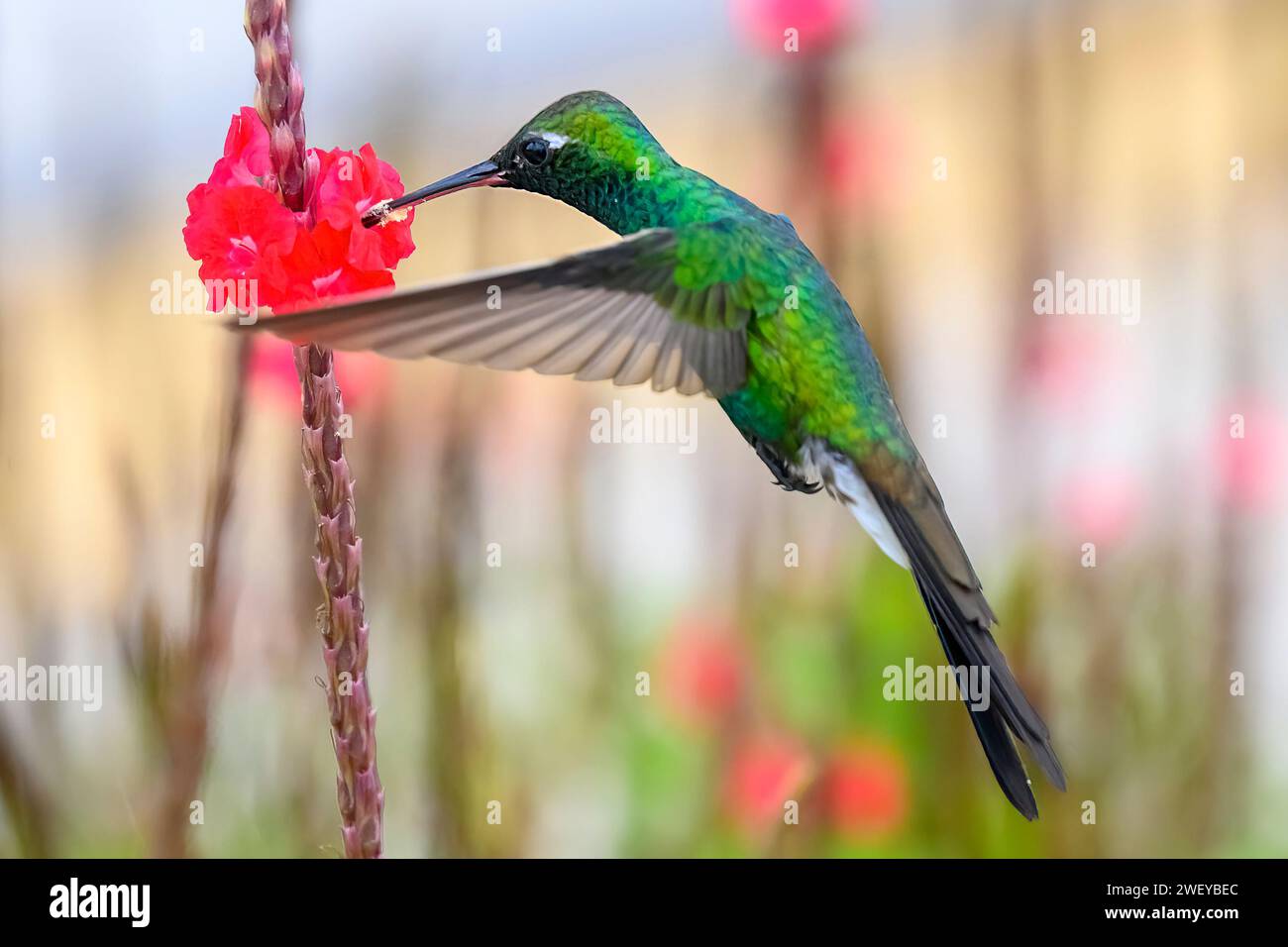 Hummingbird o mellisuga helenae Foto Stock