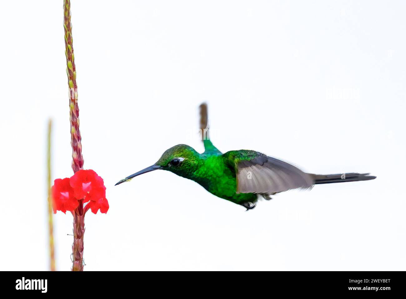 Hummingbird o mellisuga helenae Foto Stock