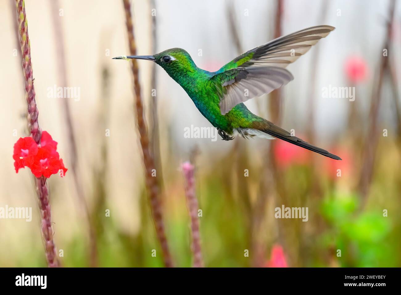 Hummingbird o mellisuga helenae Foto Stock